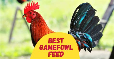 how to feed gamefowl